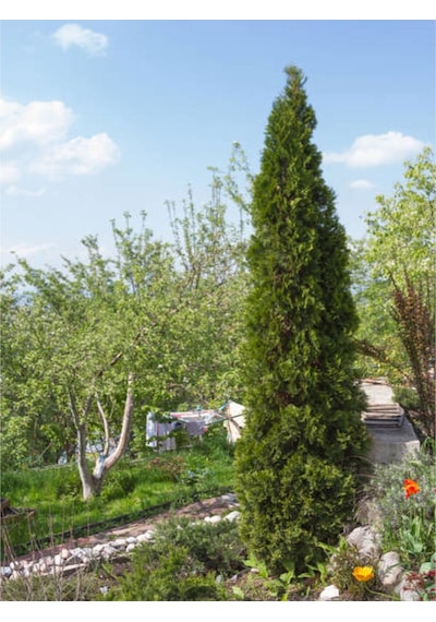 Videolu Kara Servi Mezarlık Servisi 35 45cm 1 Adet Saksılı Dış Mekan Bitkisi Cupressus Sempervirens