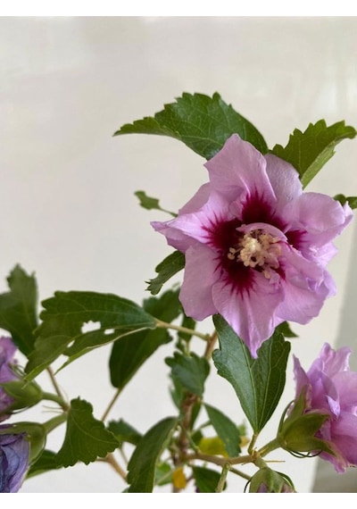 Favori Ürün Pembe Renk Hatmi Çiçeği Ağacı 1 Adet Sakıslı/tüplü 40-70cm Dış Mekan Bahçe