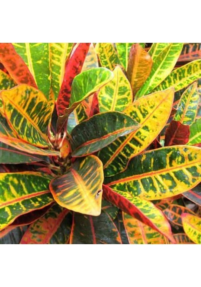 Kraton Salon Bitkisi 2 Adet - Croton Petra 30-50 Cm