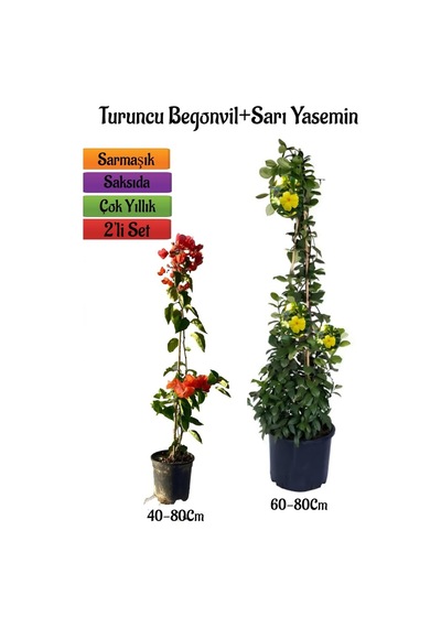 Turuncu Begonvil Çiçeği Fidanı+sarı Yasemin Fidanı 2'li Bahçe Peyzaj Seti