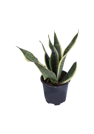 Paşa Kılıcı, Saksıda, Peygamber Kılıcı, Paşa Kılıcı Sansevieria 30-40 Cm