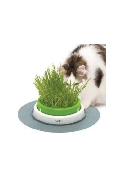 50 Adet Tohum Kedi Çimi Tohumu Çim Tohumu Kedi Çimi Saksı Toprak Sürpriz Hediye Tohumla Gönderilir