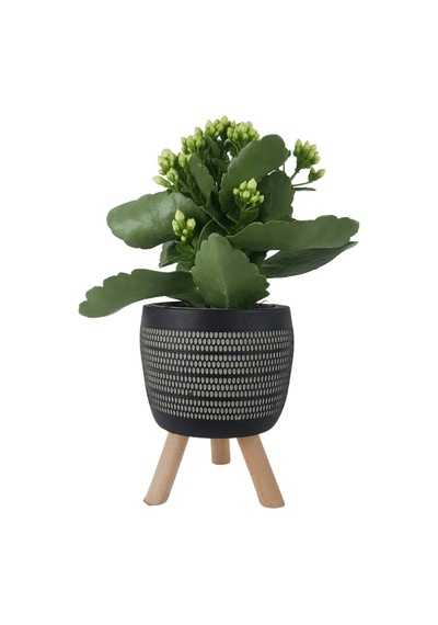 Beyaz Kalanşo Siyah Damla Saksıda Kalanchoe