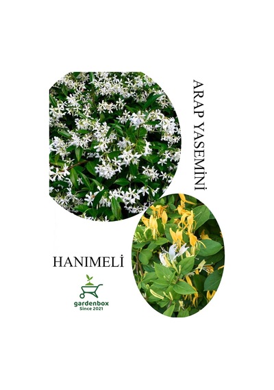 Arap Yasemini Çiçeği 1adet Saksılı 30-50cm+hanımeli Çiçeği 40-70cm Kokulu Bahçe Seti