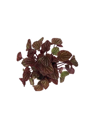 Peperomia Caperata 'Metallic Ripple' (Zümrüt Dalgası Çiçeği) Ø12 CM Y15-20 CM Peperomia Caperata 'Metallic Ripple' (Zümrüt Dalgası Çiçeği) Ø12 CM Y15-20 CM