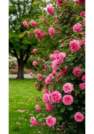 Pembe Isparta Sarmaşık Gül Fidanı 80-100+ Cm
