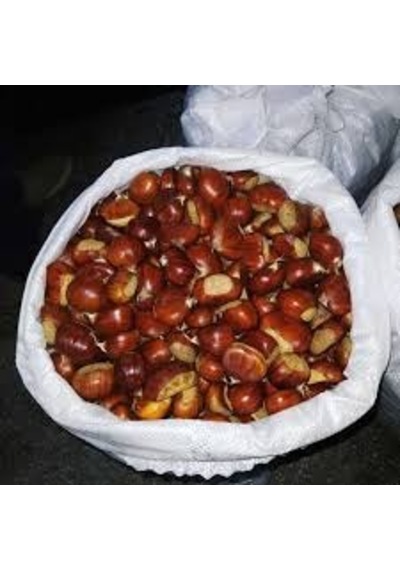 3 Yaş Sarıaşı Kestane Fidanı