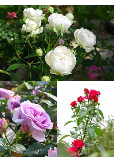 Yediveren Kırmızı Beyaz Lila Çeşitli 25 60 Cm Tüplü Aşılı Gül Fideleri Red LWhite Rose