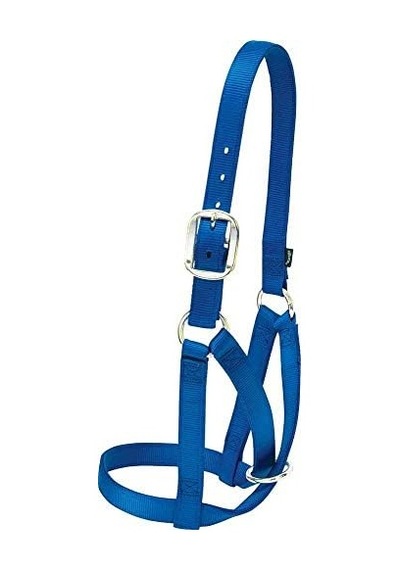 Livestock Cow Barn Halter, Mavi, Medium