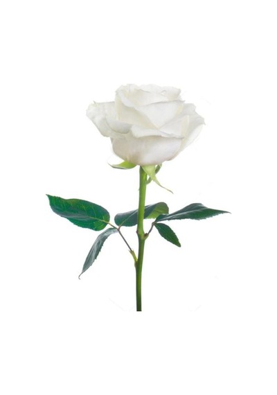 Kar Beyaz Gül Fidanı Fidesi Beyaz 10-20 Cm