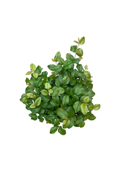 Bonsai - Sageretia Ø12 Cm Y25-30 Cm