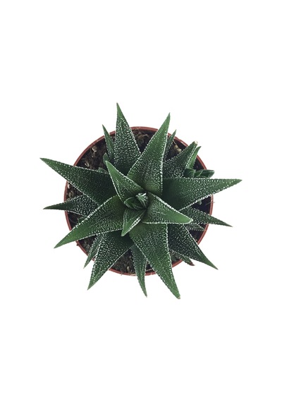 Haworthia Fasciata 'Concolor' (Sukulent) Ø8,5 CM Y10-15 CM