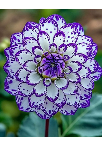 54 Adet Bodur Yıldız Dahlia Çiçeği Yumrusu Karışık12 Renk .yumru Boyu 9 Cm . Yeni Mahsul.çiçekli Boyu 45 Cm.