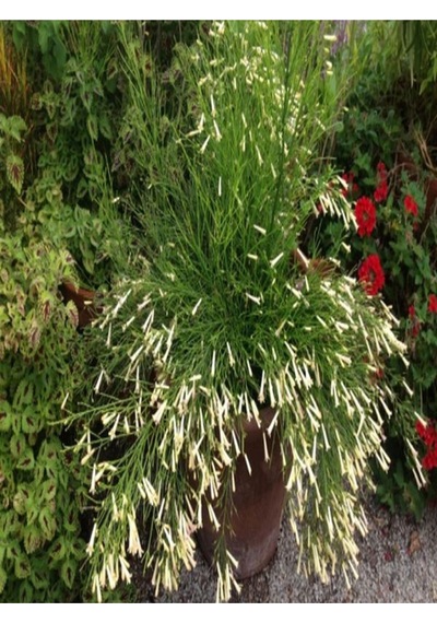 Mis Kokulu 1 Adet Beyaz Mercan Çiçeği Saksılı 55-120cm Coral Flower