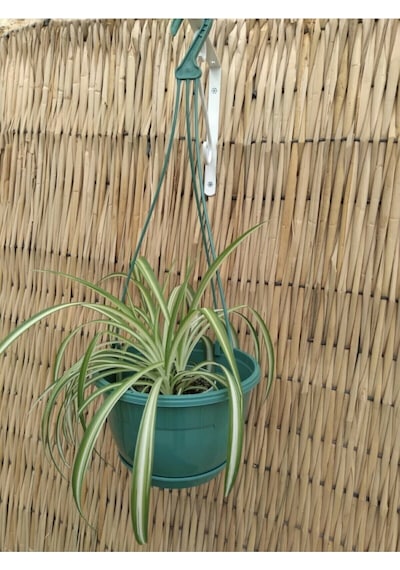 Safir Makrome Saksı 3,4 Litre Yeşil Renk