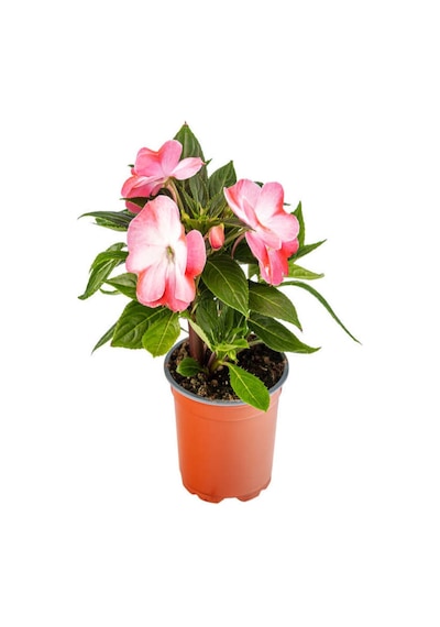 Serada Decor Plant - Fuşya + Ebruli + Pembe + Kırmızı Yeni Gine Cam Güzeli Çiçeği 3 Adet Balkon Bitkisi 10 - 15 CM