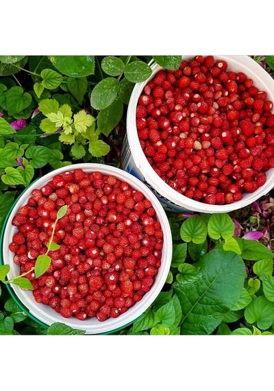 Bizim Yöresel Dağ Çileği Reçeli 390 G