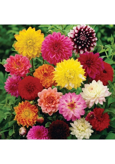 Dahlia Tohumu Dekoratif Dev Çiçekli Yıldız Çiçeği Variabilis Giants Mix