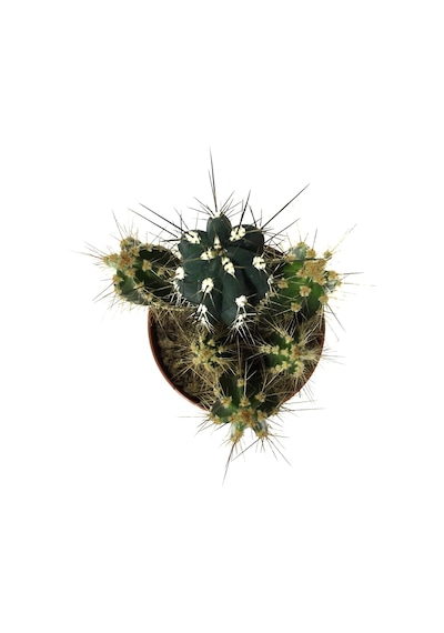 Neocardinazia Herzogiana - Kaktüs N11.642