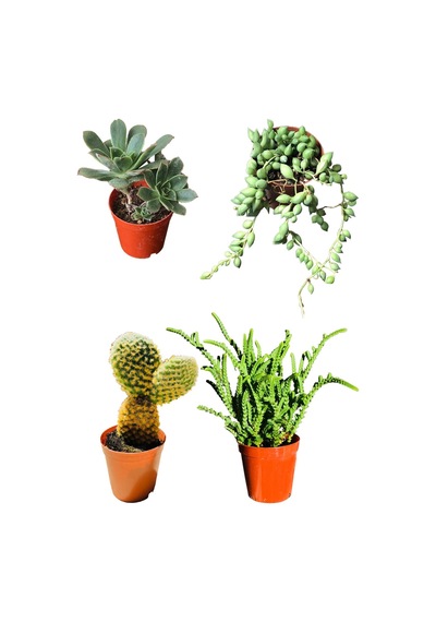 Aeonium Hawortii - Tespih Çiçeği - Prenses Çamı - Tavşan Kulağı