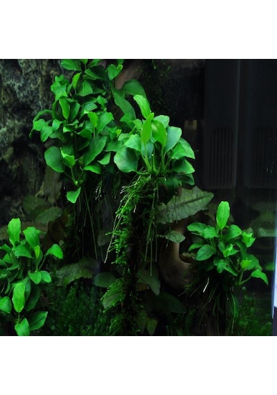 Anubias Petite Saksı Canlı Bitki 5-7 Yaprak
