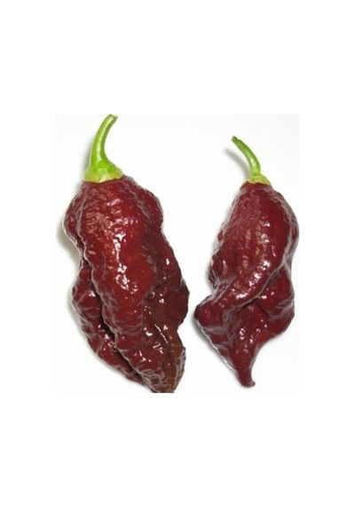 20 Adet Kahverengi Bhut Jolokia Biber Tohumu