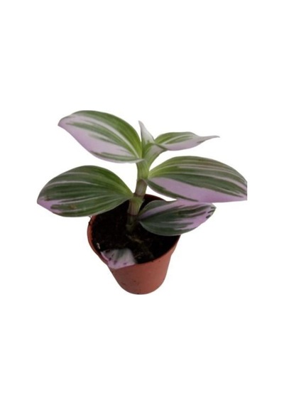 Pembe Yapraklı Tradescantia Nanouk Telgraf Çiçeği 10-20 Cm