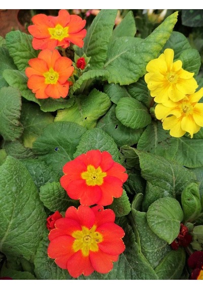 Videolu Çuha Marul Çiçeği Saksıda Karışık Renk 1 Adet 10-20 Cm Çiçekli Bodur Bitki Primula