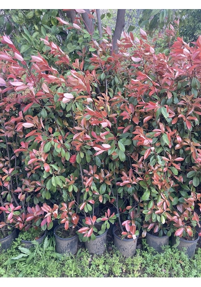 Alev Çalısı Fidanı 150-200 Cm Photinia Red Robin Gösterişli Çit Ve Peyzaj Bitkisi