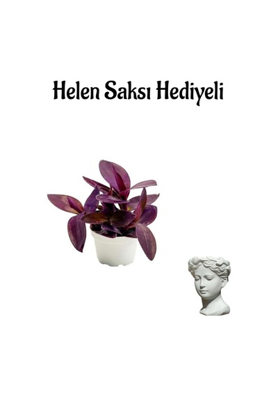Kadınlar Gününe Özel Mor Telgraf- Kara Sevda Çiçeği Helen Saksı Hediyeli