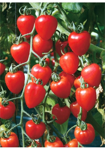Çilek Domatesi Tohumu 5 Adet Tohum Tometoberry Domates Tohumu