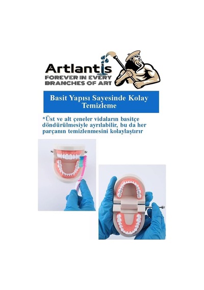 Artlantis Diş Modeli Anatomisi 1 Paket İnsan Diş Çene Modeli Eğitci Fen Biyoloji Deney Maketi Diş Maketi Çok Renkli