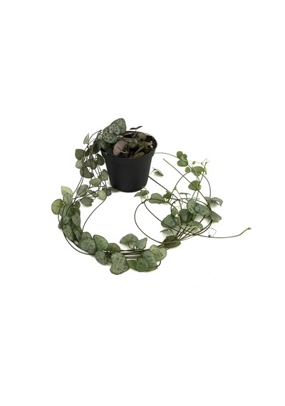 Ceropegia Woodii (Kalp Kalbe Karşı Çiçeği) Ø8,5 CM Y10-15 CM
