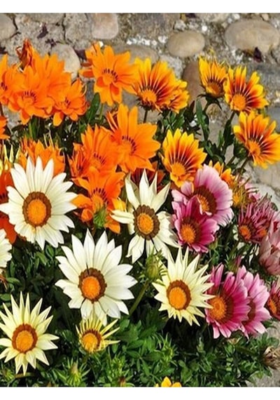 Thebestonline Karışık Renk 10 Adet Gazanya Koyun Gözü Çiçeği Fidanı 20-40cm Saksılı Gazania