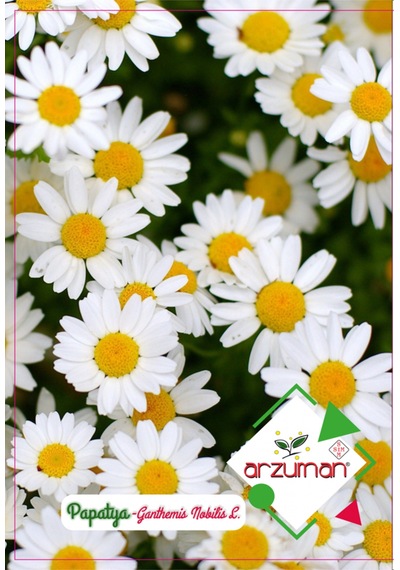 Arzuman Papatya Çiçeği Anthemis Tohumu 100 Adet