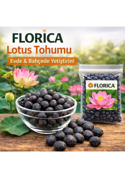 Lotus Çiçeği Tohumu 6 Adet Nilüfer Çiçeği Tohumu Nadir Kutsal Lotus 6