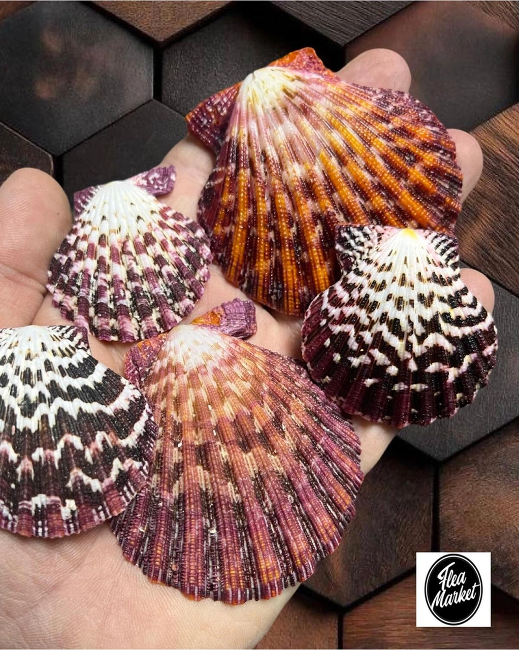 Gerçek Deniz Kabuğu - Colorfull Pecten - 100 Gr