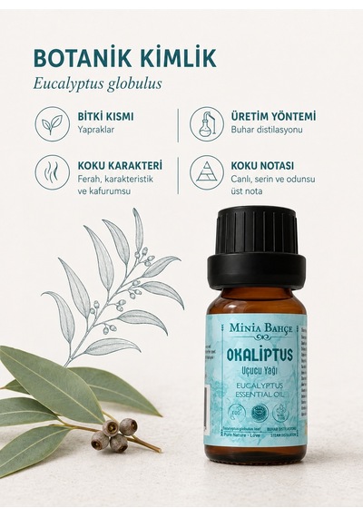 Minia Bahçe Bitki Ve Sanat Atölyesi Okaliptüs Uçucu Yağı Saf ve Katkısız Bitkisel Uçucu Yağ 10 ML