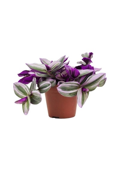 Tradescantia Nanouk Pembe Telgraf Çiçeği Fidanı 10-20 Cm
