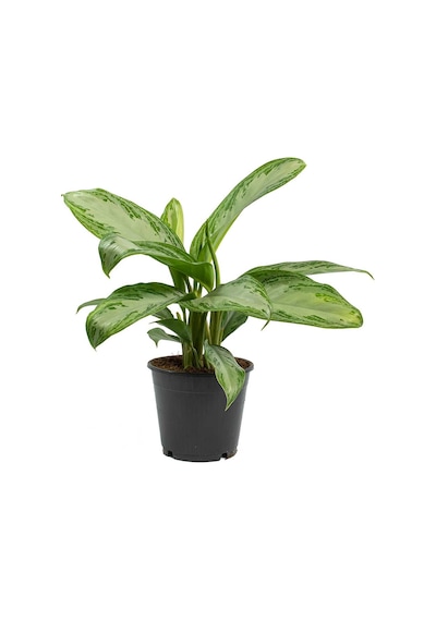 Aglonema Silver - Çin Herdemyeşili