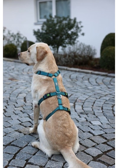 Kaçış Önleyici Köpek Tasması Petrol Yeşili 55 Cm - 74 Cm, M Mavi Yeşil