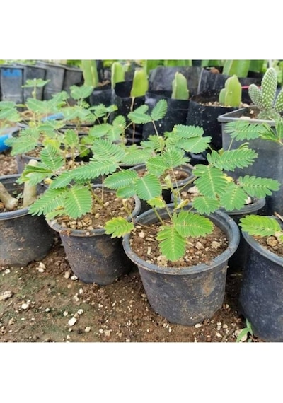 Küstüm Çiçeği Mimosa Pudica 2 Adet 10-20 Cm