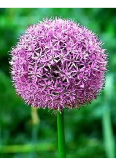 20 Adet Purple Gıant Allıum Tohumu