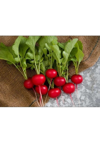 Kırmızı Fındık Turp Tohumu 300+ Tohum N118472
