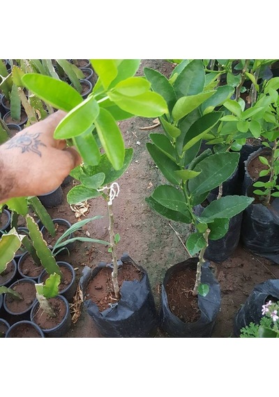 2 Yaş Aşılı Tahiti Lime Yeşil Limon Fidanı. Torbada