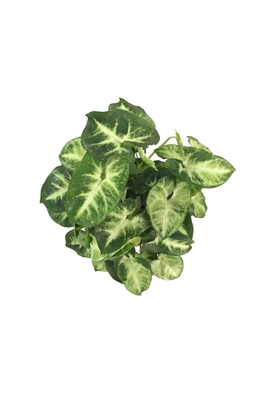 Syngonium Podophyllum 'Pixie' (Melek Kanadı Çiçeği) Ø12 CM Y20-25 CM Syngonium Podophyllum 'Pixie' (Melek Kanadı Çiçeği) Ø12 CM Y20-25 CM