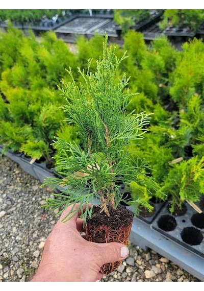 Bahçe Dekorasyon Leylandi Çam Fidanı 20 Adet Tüplü 10-25cm Cupressus