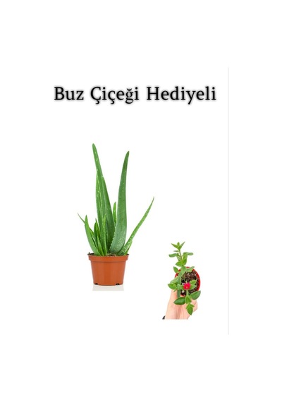 Parlak Dolgun Formlu Aleovera Bitkisi Anneler Gününe Özel Buz Çiçeği Hediyeli