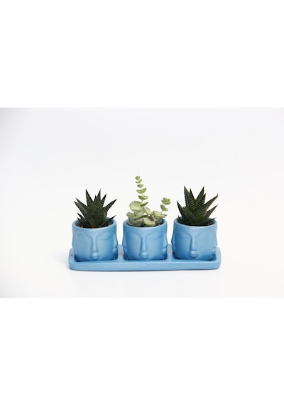 TRİO MAVİ ADLER SUKULENT SETİ - Haworthia Limifolia, Crassula Per