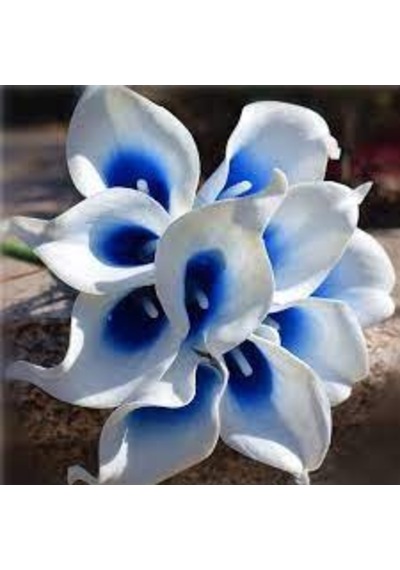 5 Adet Tohum Calla Lily Çiçek Tohumu Afrika Çöl Çiçeği Mavi Lily